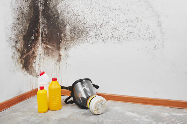 Best Insurance-Related Mold Remediation in Glasgow, VA