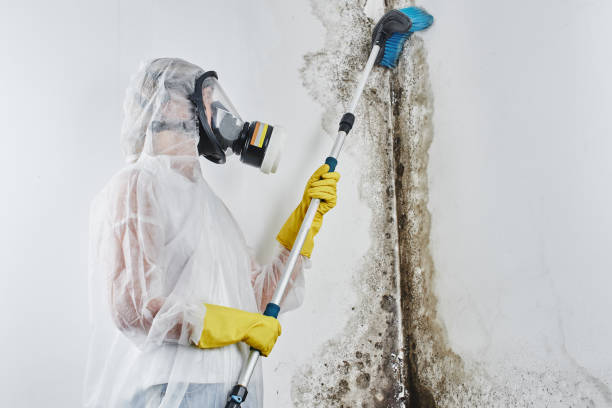 Best White Mold Remediation in Glasgow, VA