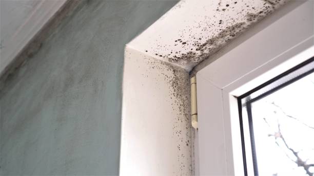 Best Black Mold Remediation in Glasgow, VA