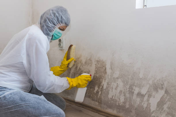 Best Crawl Space Mold Remediation in Glasgow, VA