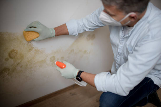 Best Residential Mold Remediation in Glasgow, VA