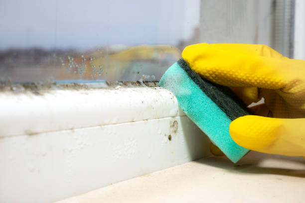 Best Mold Remediation for Specific Building Types in Glasgow, VA