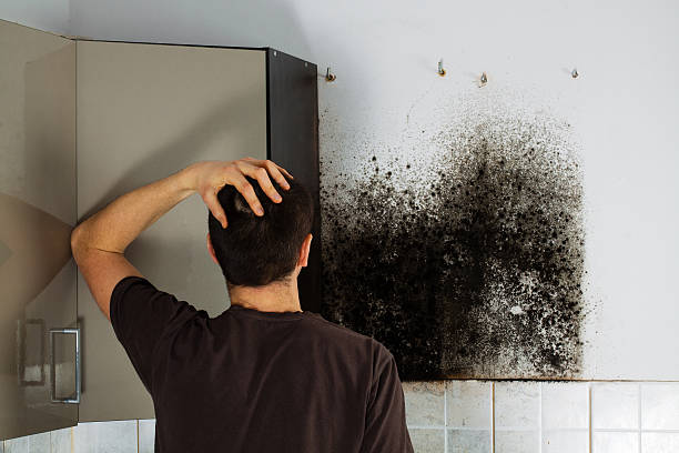 Best Preventive Mold Services in Glasgow, VA