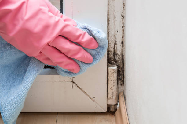 Best Industrial Mold Remediation in Glasgow, VA