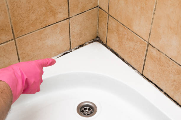 Best Basement Mold Remediation in Glasgow, VA